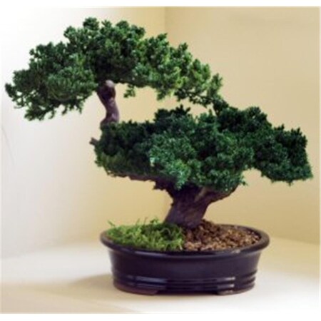 Bonsai Boy